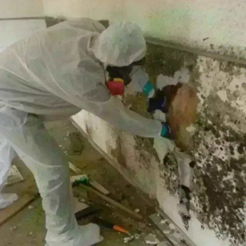 Mold Remediation and Removal in Clyde, NY